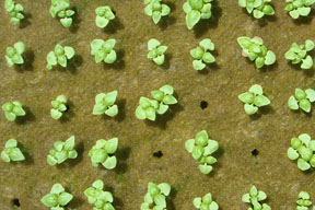 hydroponic seedlings