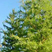Remsen Avenue Thumbnail